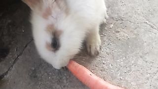 Animal lovers 251
