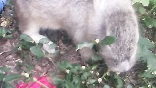 Animal lovers 252