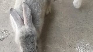 Animal lovers 253