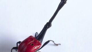 Giraffe Weevil