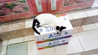 Sweet cat
