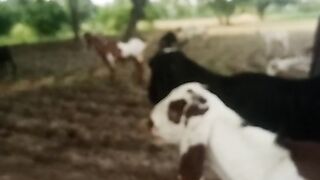 Goat's milk tea from your own farms. Best for good health.
