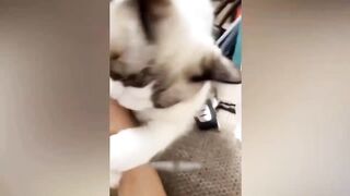 Funny animal video 16