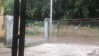 bamboo tree