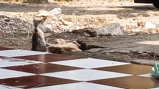 Kucing Lucu???? dua sejoli