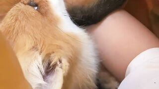 Whose little fox is so coquettish?