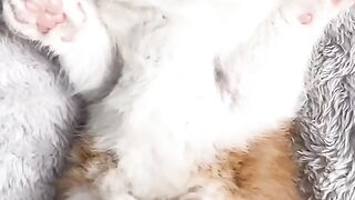 funny cat 76