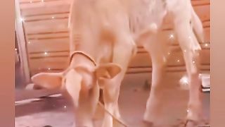 Funny animals Cat vs Cow