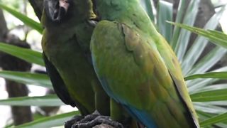 Amazing Facts of Parrot