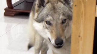 Touch now | Dog status