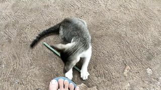kucing suka banget sama sedotan