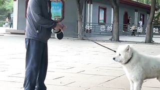 A puppy who is angry with old grandpa