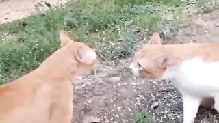 Kucing lucu 39