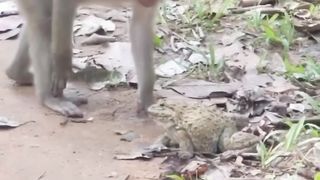 Frog and Monkey