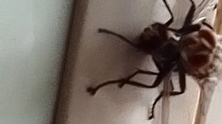 flies are breeding