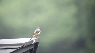 it is a beautiful bird
