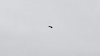 Kite Flying 4