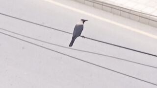 Crow Flying