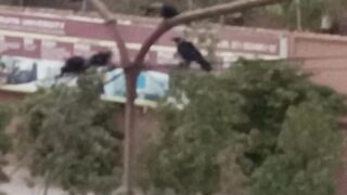 Crow Family