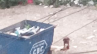 Rooster Family 2
