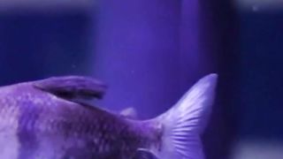 A fish in an Aquarium