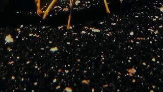 Lobsters  The Delicious and Nutritious Seafood   Facts