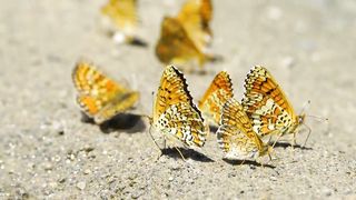 butterflies