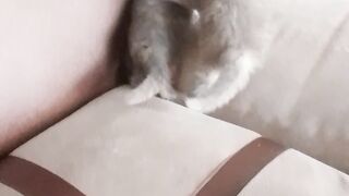 Anak kucing bermain