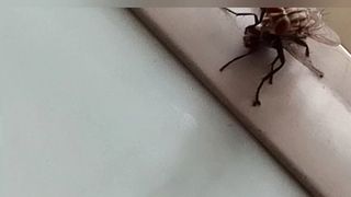mating flies
