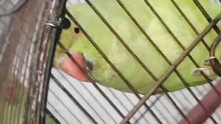 My  sweet parrot ???? perriot
