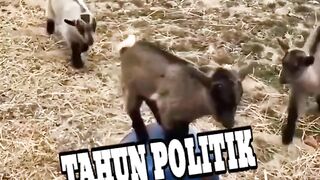 The world is strange, even the goats are fighting over the chair to be the leader...