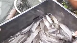 Budidaya ikan lele