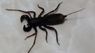 whip tail scorpion on the floor