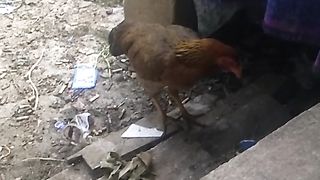 Animal lovers 262