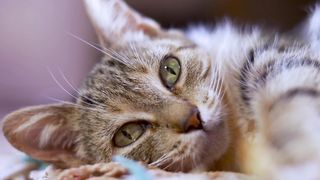 cat videos with music relaxation