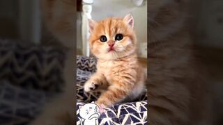 Cute kitten, s