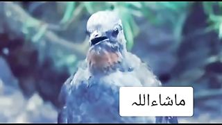 Bist animals sound