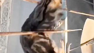 Interested cat