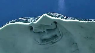 Amazing fish 4