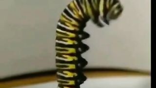 Butterfly 8