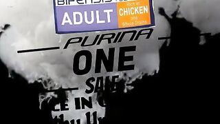 PURINA ONE TREAT FOR  CAT