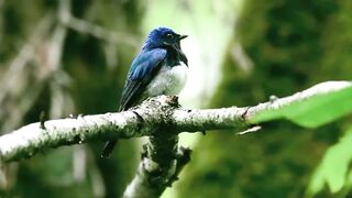 Blue bird 2