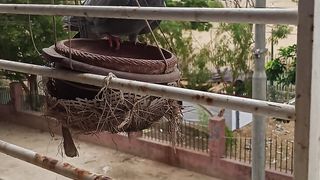 Pigeon 4