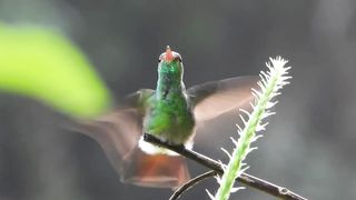 hummingbird