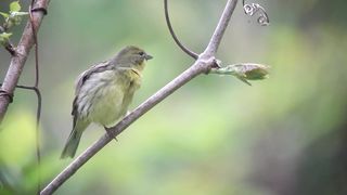 sparrow 3
