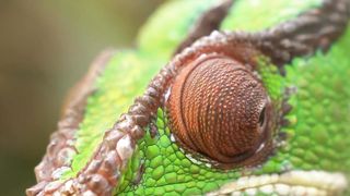 chameleon eye