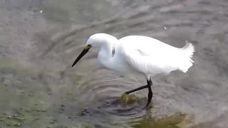 Snowy Egret catching a fish