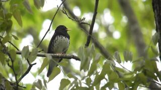 Sparrow 4