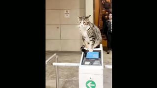 Vary vary varyFunny moments dog ???????????????????? funny moments ???????? dog cat animal