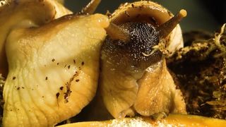 snails